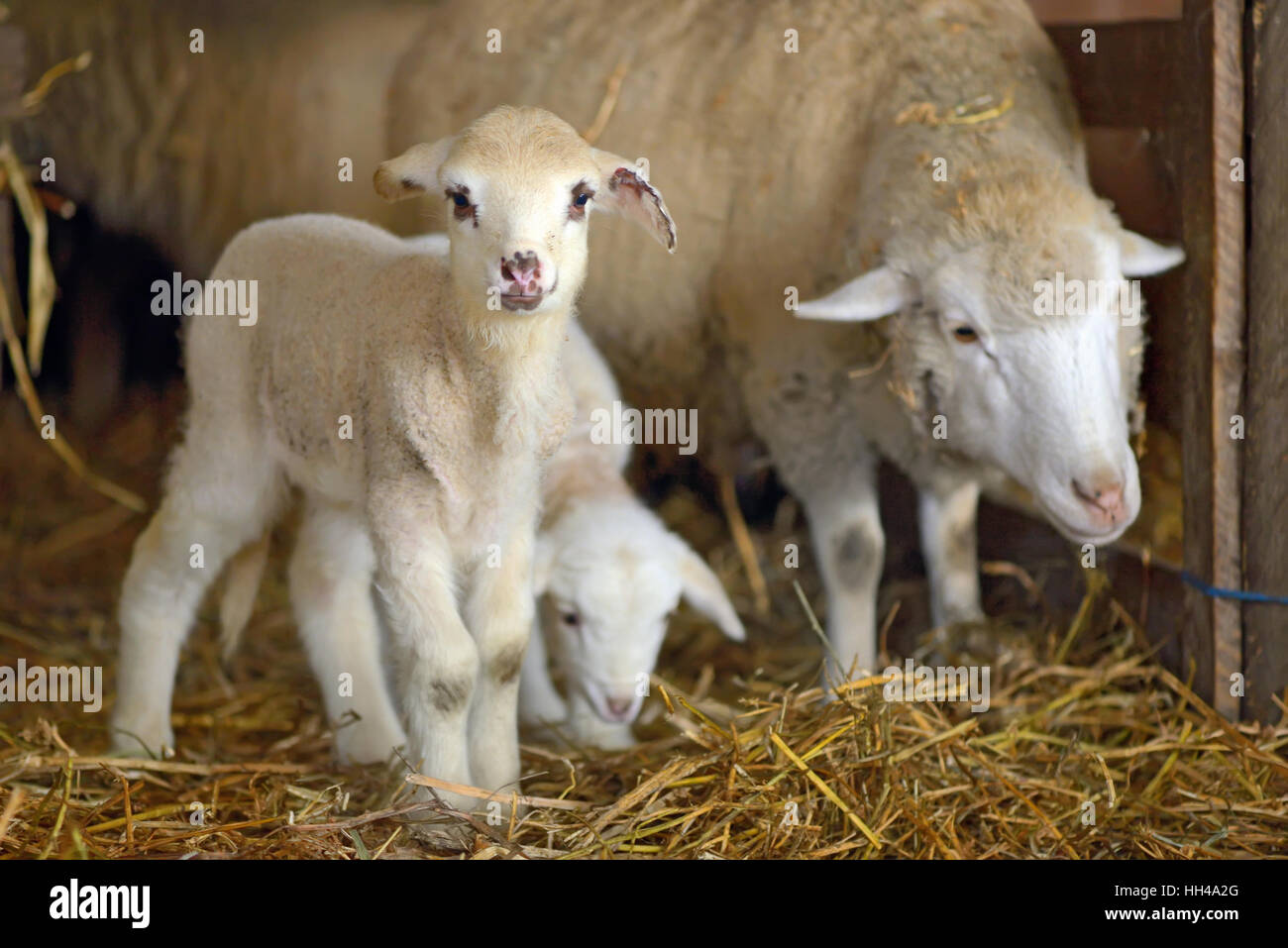 Agneaux et moutons dans une étable Banque D'Images