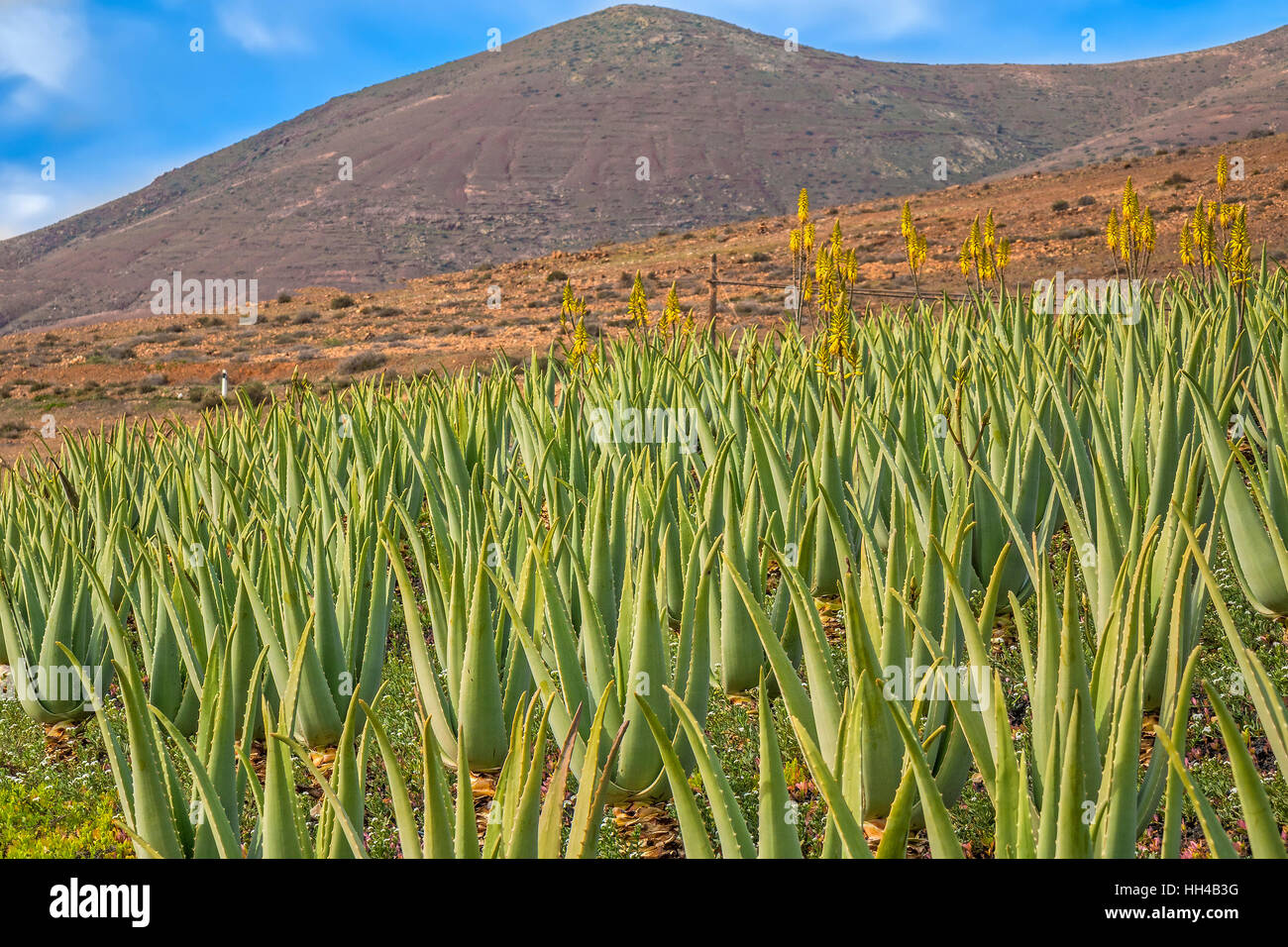 Plantes d'Aloès cultivé sur une ferme Fuerteventura Canaries Espagne Banque D'Images