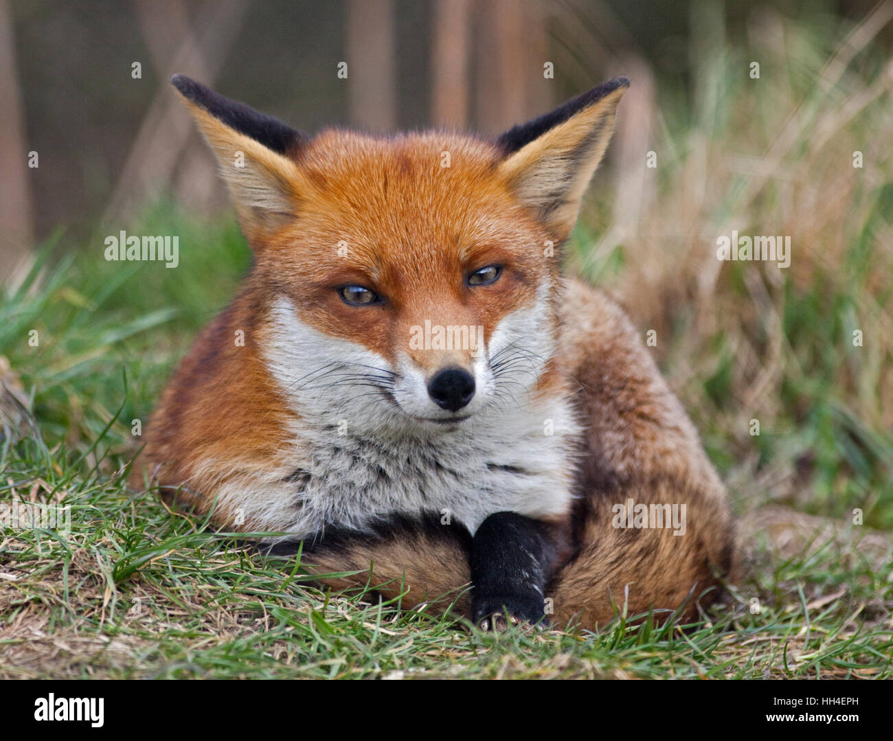 Le renard roux (Vulpes vulpes) Banque D'Images