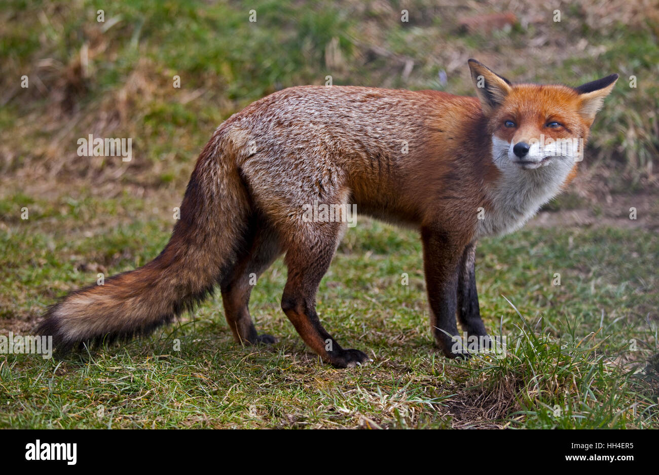 Le renard roux (Vulpes vulpes) Banque D'Images
