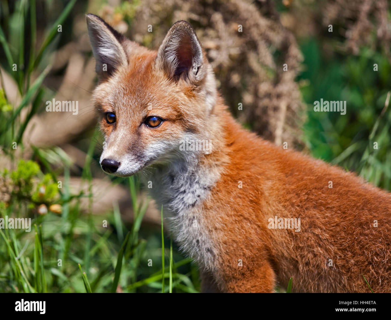 La Red Fox (Vulpes vulpes) Banque D'Images