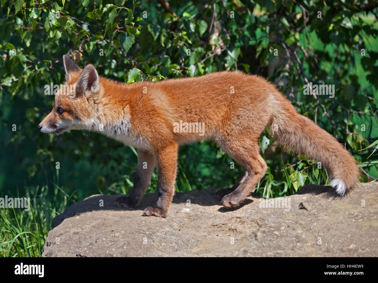 La Red Fox (Vulpes vulpes) Banque D'Images