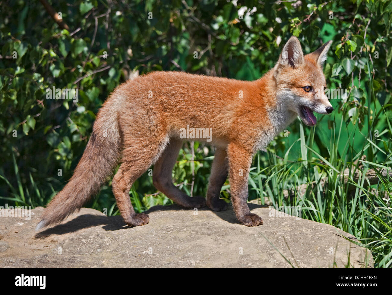 La Red Fox (Vulpes vulpes) Banque D'Images