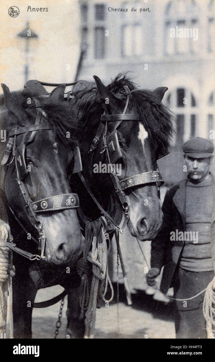 Deux chevaux sur le quai - Port d'Anvers, Belgique Banque D'Images