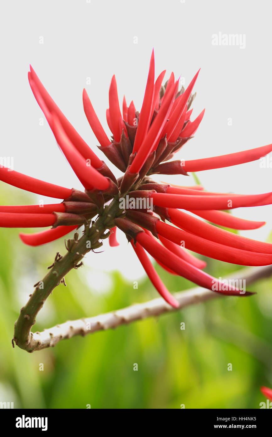 Bloom de Porto San Paolo, Erythrina reticulata, Madère Banque D'Images