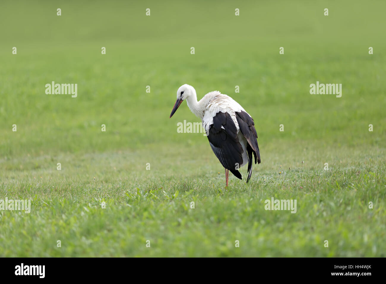 Portrait d'une cigogne dans son habitat naturel Banque D'Images