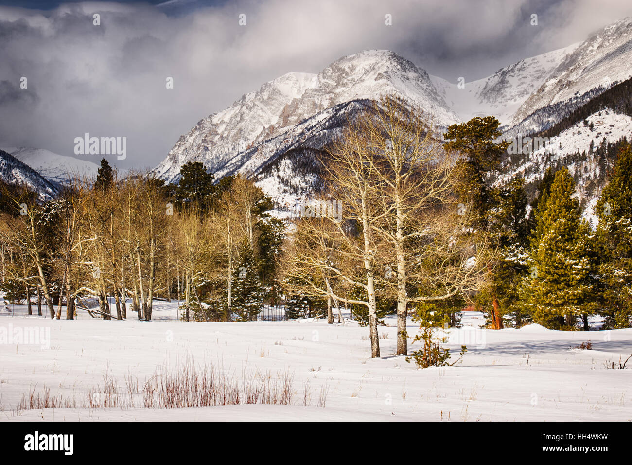 Dans la vallée de trembles d'endo en hiver, Rocky Mountain National Park, Colorado, USA Banque D'Images