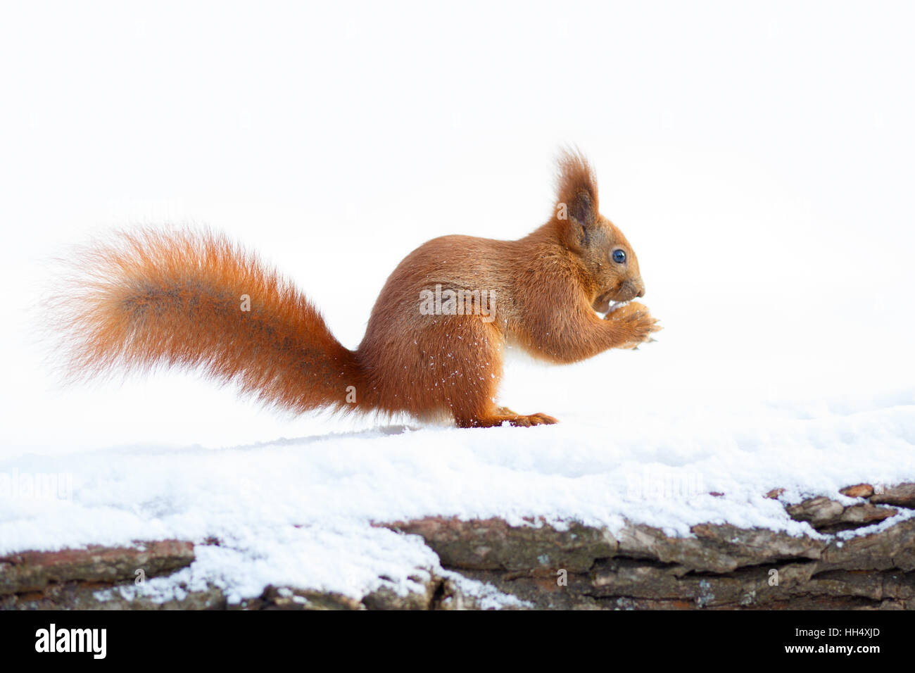 Mignon écureuil rouge tenant un écrou sur la neige Banque D'Images