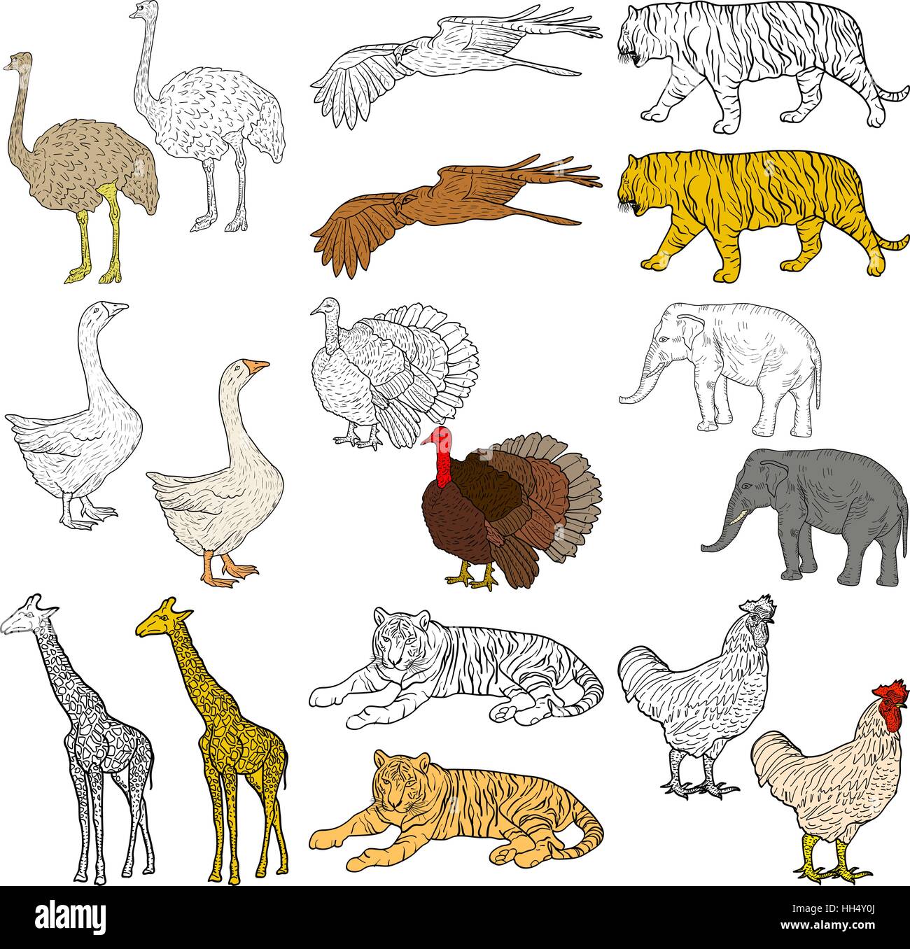 Croquis l'Éléphant, Tigre, aigle, coq, la girafe, l'autruche, de la Turquie, de l'oie. Poulet sur un fond blanc. Vector illustration Illustration de Vecteur