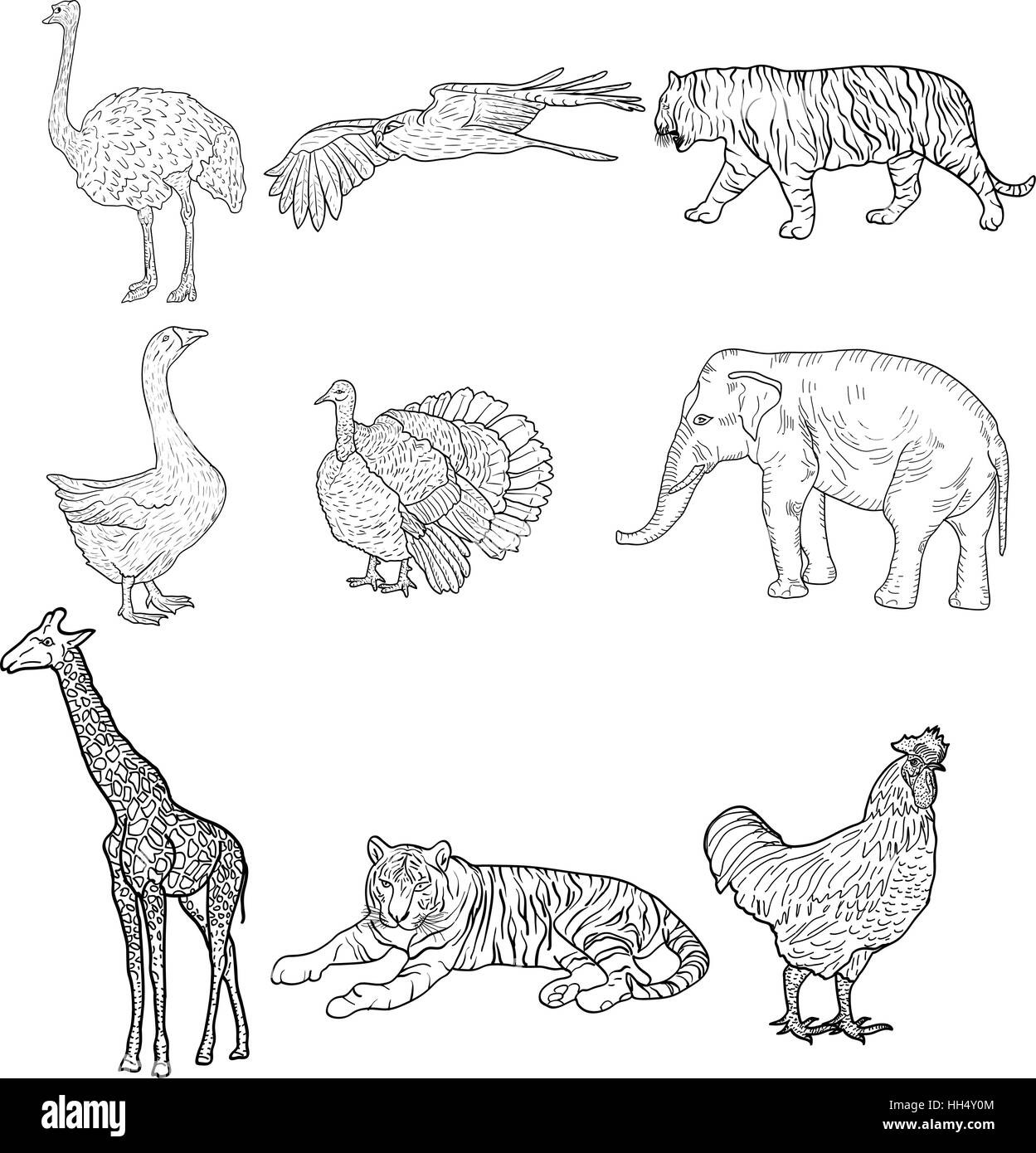Croquis l'Éléphant, Tigre, aigle, coq, la girafe, l'autruche, de la Turquie, de l'oie. Poulet sur un fond blanc. Vector illustration Illustration de Vecteur