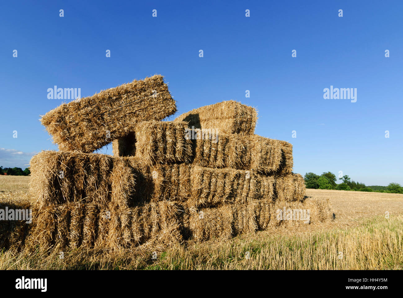 Bottes de paille : St. Andrä-Wördern sur un champ, Wienerwald, Bois de Vienne, Basse-Autriche, Basse Autriche, Autriche Banque D'Images