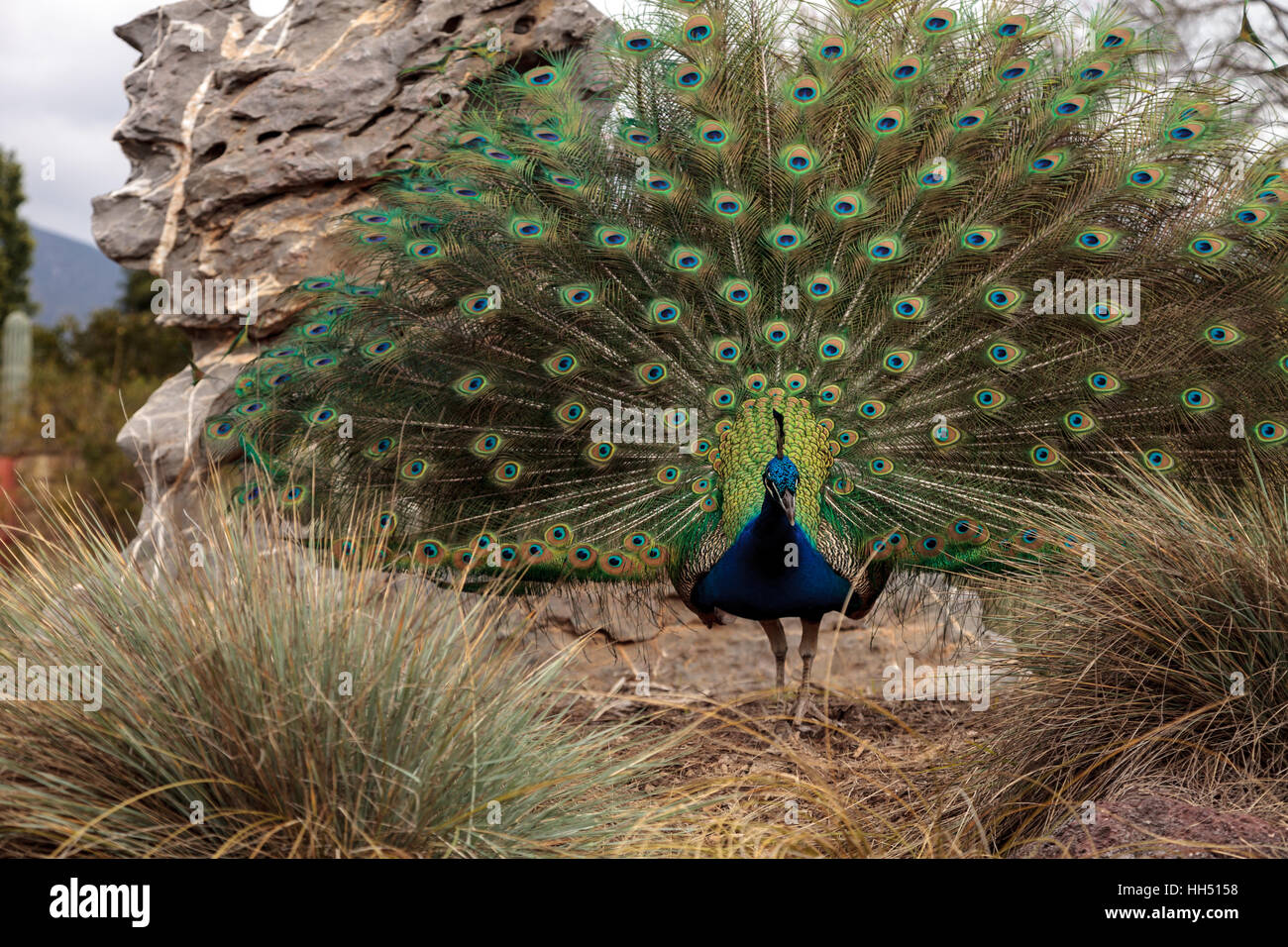 Affichage d'accouplement d'un mâle bleu et vert peacock Pavo muticus dans un jardin botanique Banque D'Images