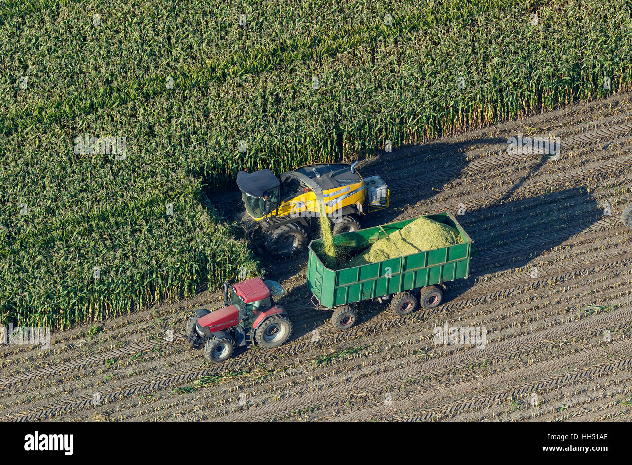 La récolte de maïs dans l'ouest de Dorsten, agriculture, Emmelkamp, Dorsten, Ruhr, Rhénanie du Nord-Westphalie, Allemagne, Europe, Banque D'Images