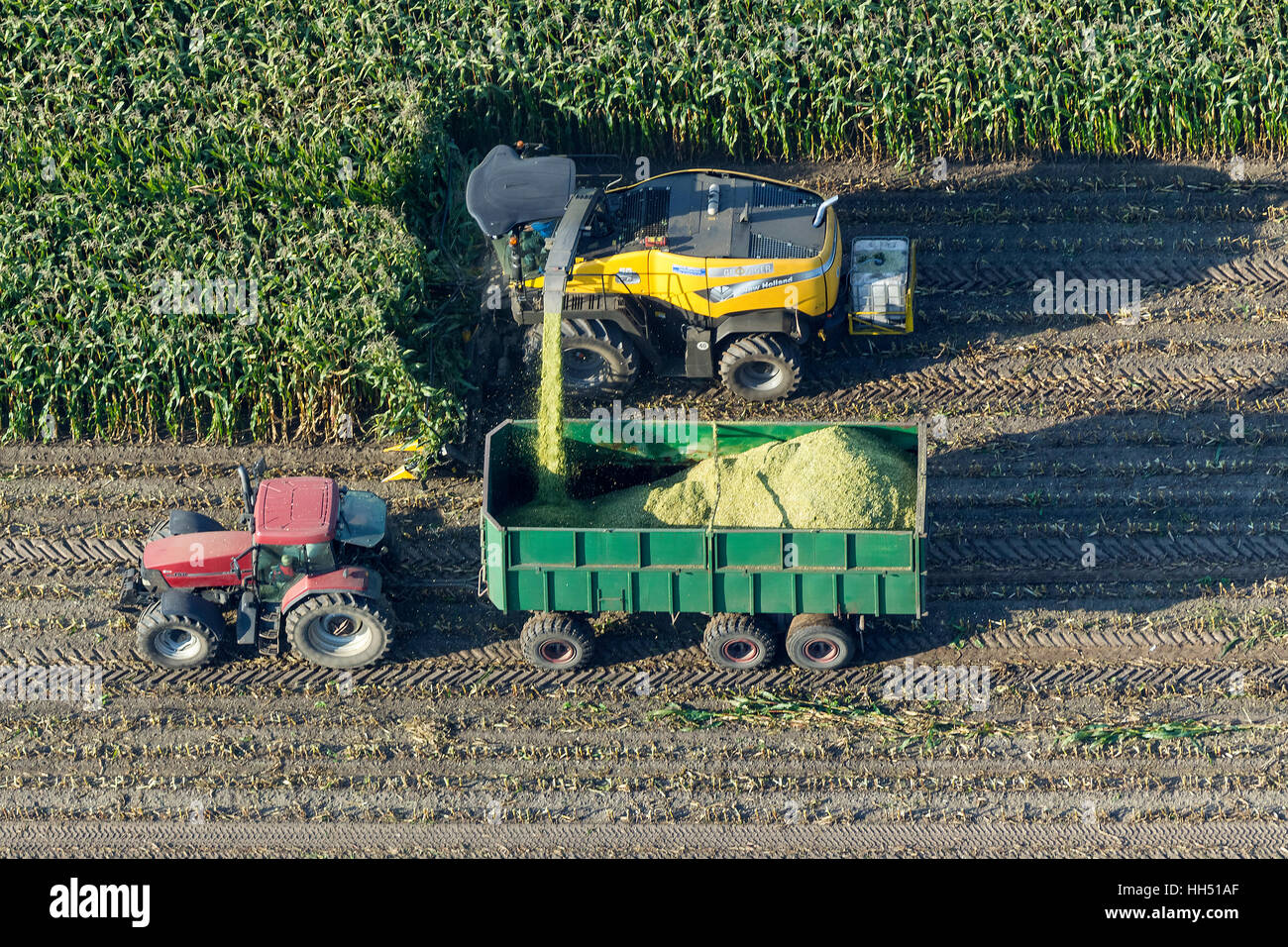 La récolte de maïs dans l'ouest de Dorsten, agriculture, Emmelkamp, Dorsten, Ruhr, Rhénanie du Nord-Westphalie, Allemagne, Europe, Banque D'Images