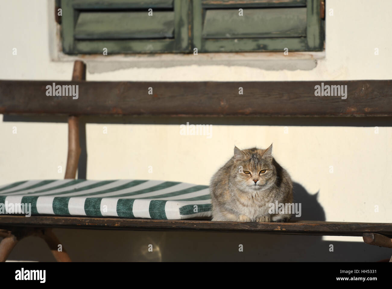 Un chat assis sur un banc au soleil en Italie. Banque D'Images