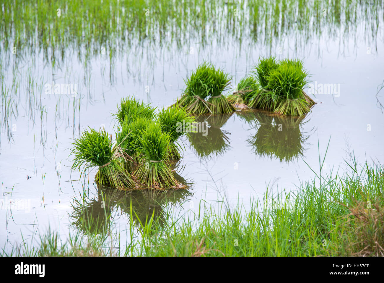 Des plants de riz dans les rizières Banque D'Images