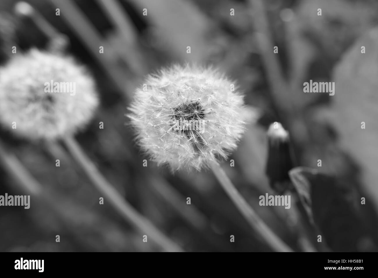 Le pissenlit moelleux dans la lumière du soir Banque D'Images