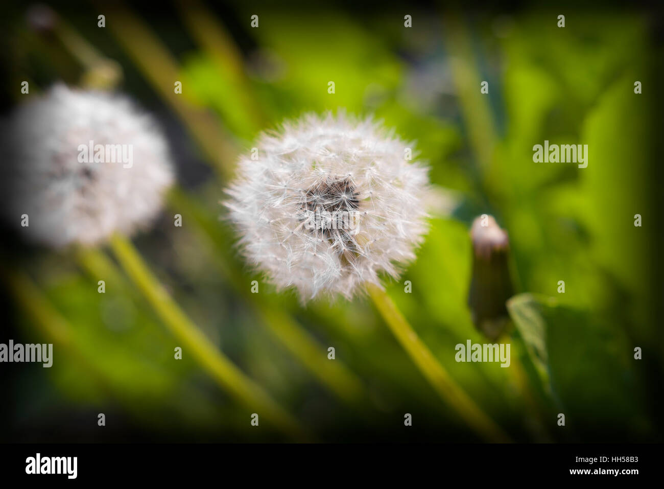 Le pissenlit moelleux dans la lumière du soir Banque D'Images