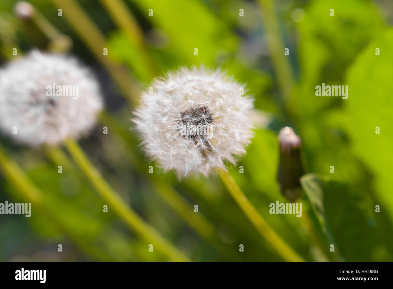Le pissenlit moelleux dans la lumière du soir Banque D'Images