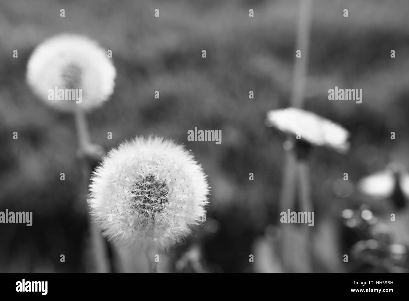Le pissenlit moelleux dans la lumière du soir Banque D'Images