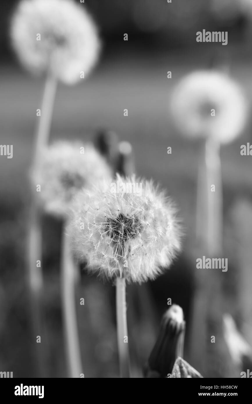 Le pissenlit moelleux dans la lumière du soir Banque D'Images