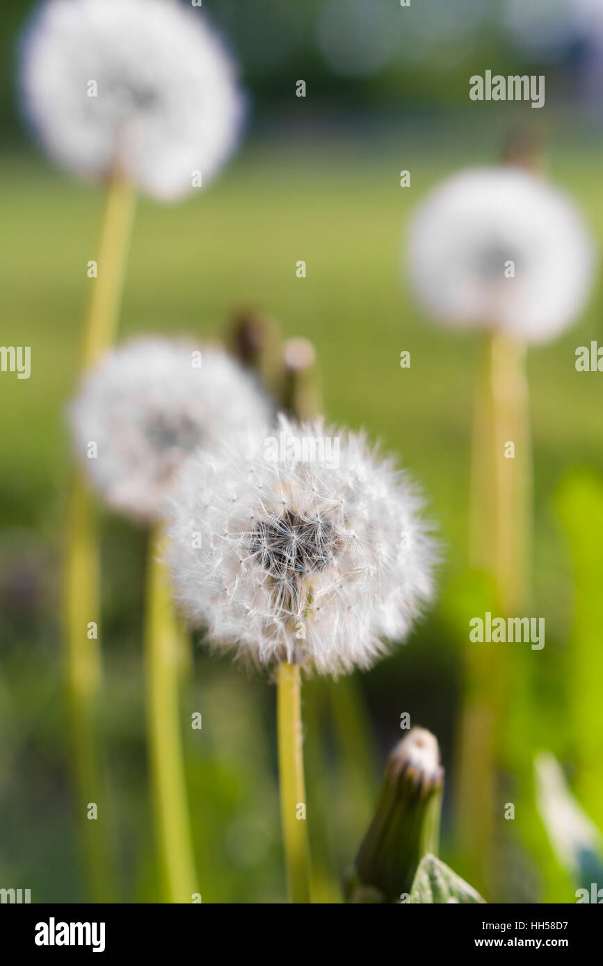 Le pissenlit moelleux dans la lumière du soir Banque D'Images