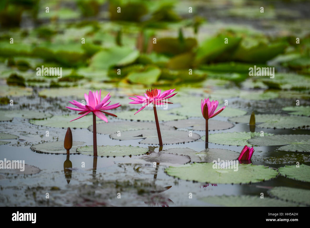 Nénuphar rose fleurs en étang Banque D'Images