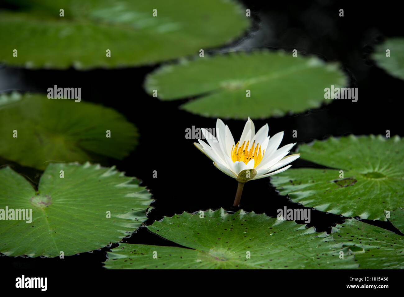 Nénuphar blanc fleurs en étang Banque D'Images