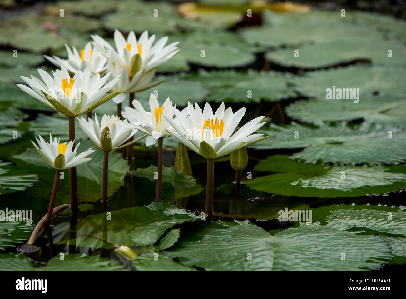 Nénuphar blanc fleurs en étang Banque D'Images