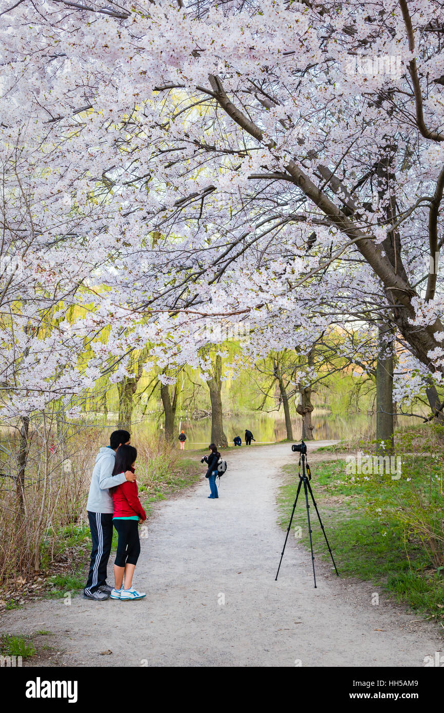 Cerisiers photographiée à High Park Banque D'Images