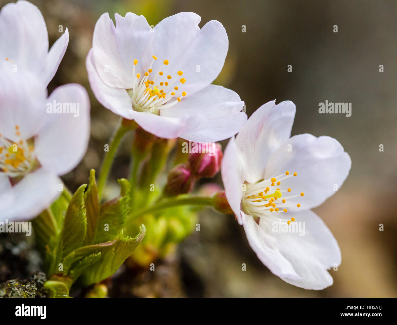 Close up of cherry blossoms à High Park, Toronto. Banque D'Images