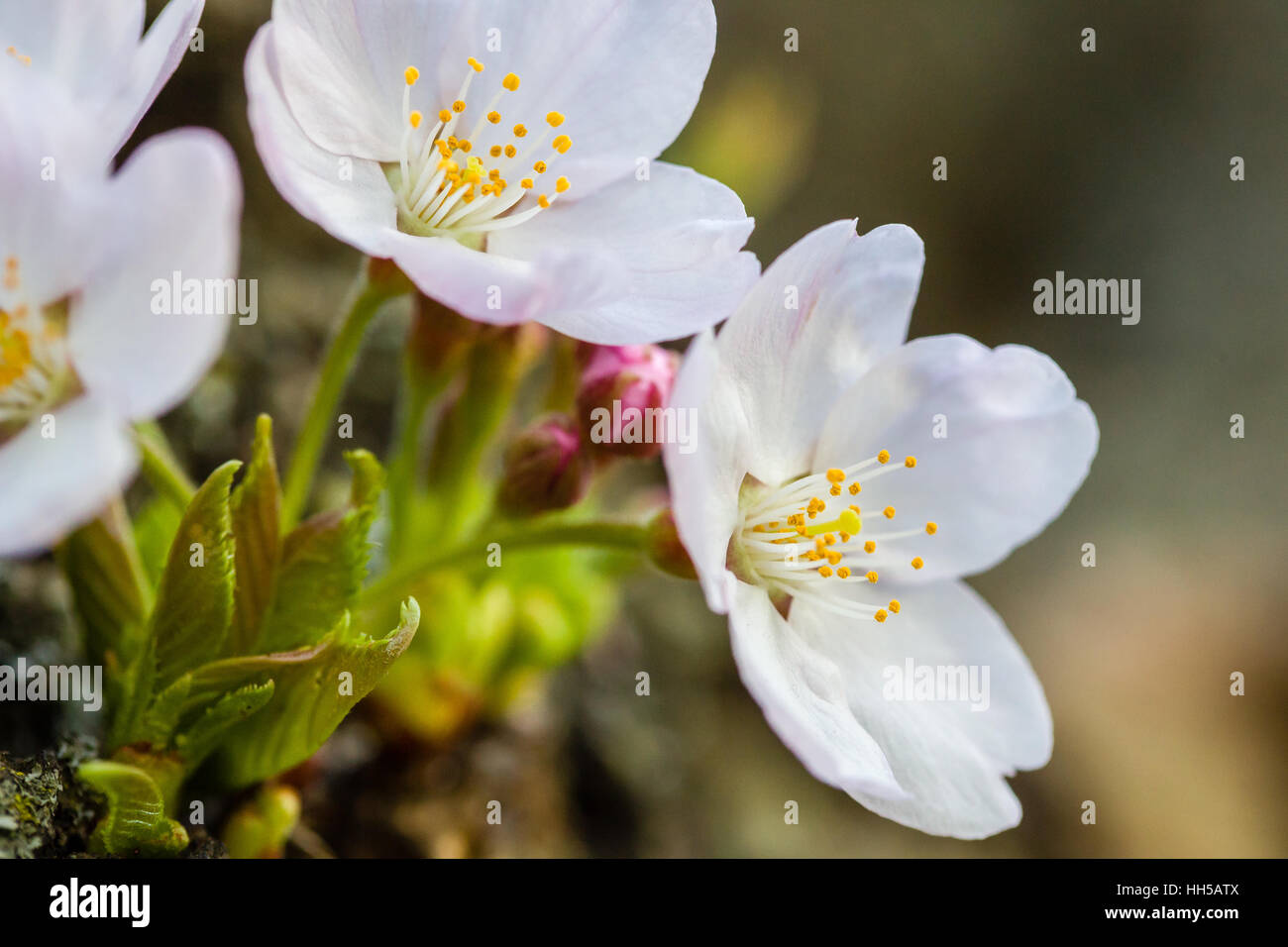 Close up of cherry blossoms à High Park, Toronto. Banque D'Images