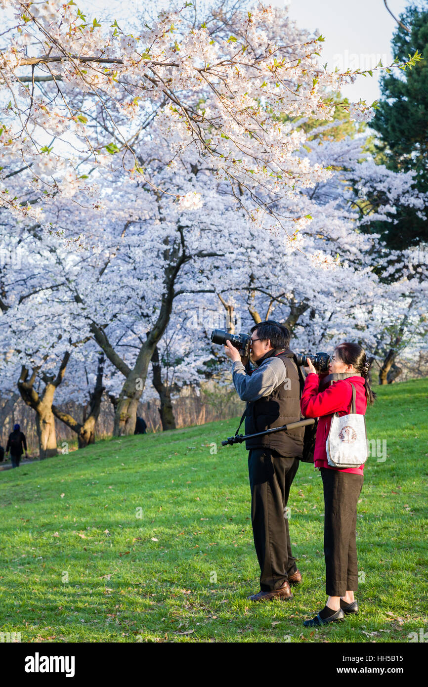 Cerisiers photographiée à High Park Banque D'Images