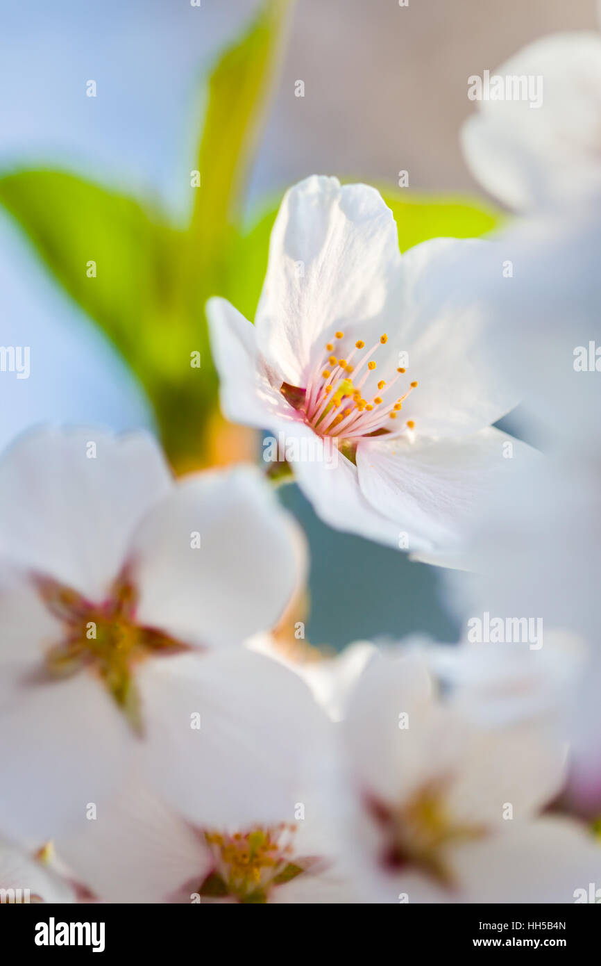 Close up of cherry blossoms à High Park, Toronto. Banque D'Images