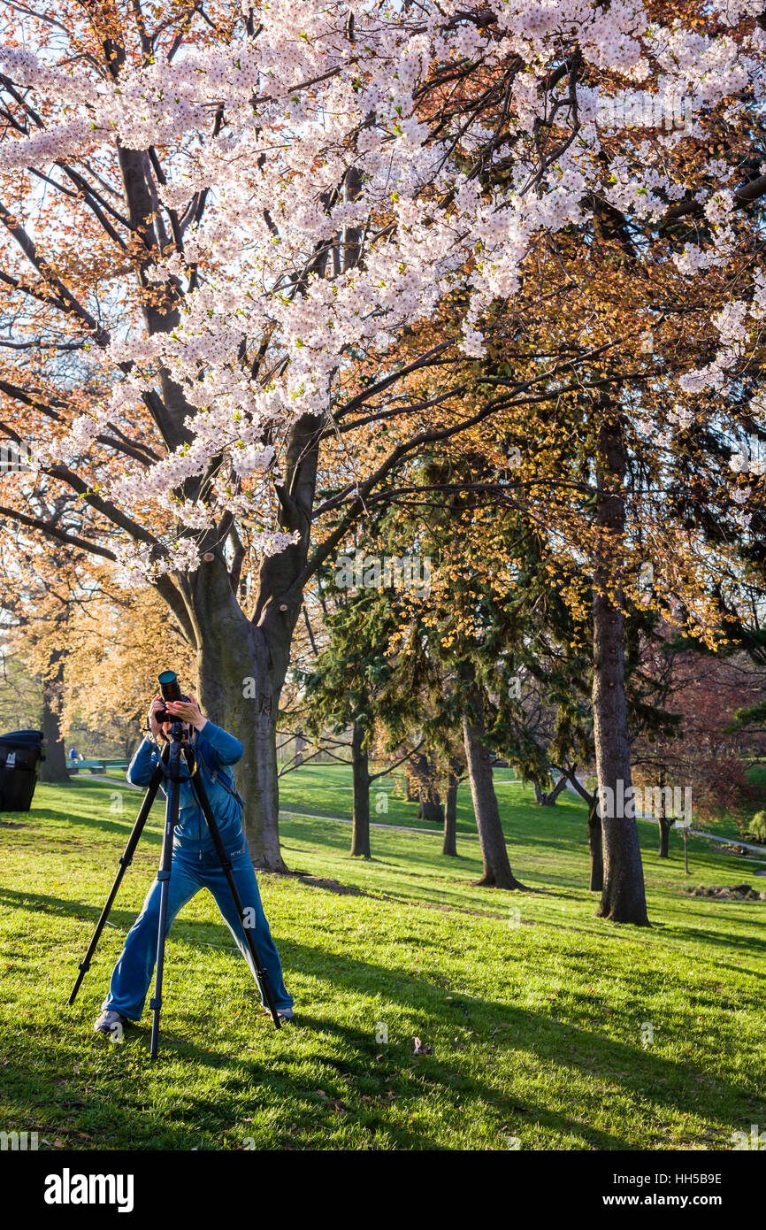 Cerisiers photographiée à High Park Banque D'Images