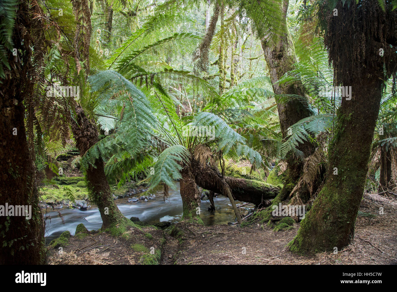 Les fougères arborescentes Mount Field National Park Tasmanie Australie LA009315 Banque D'Images