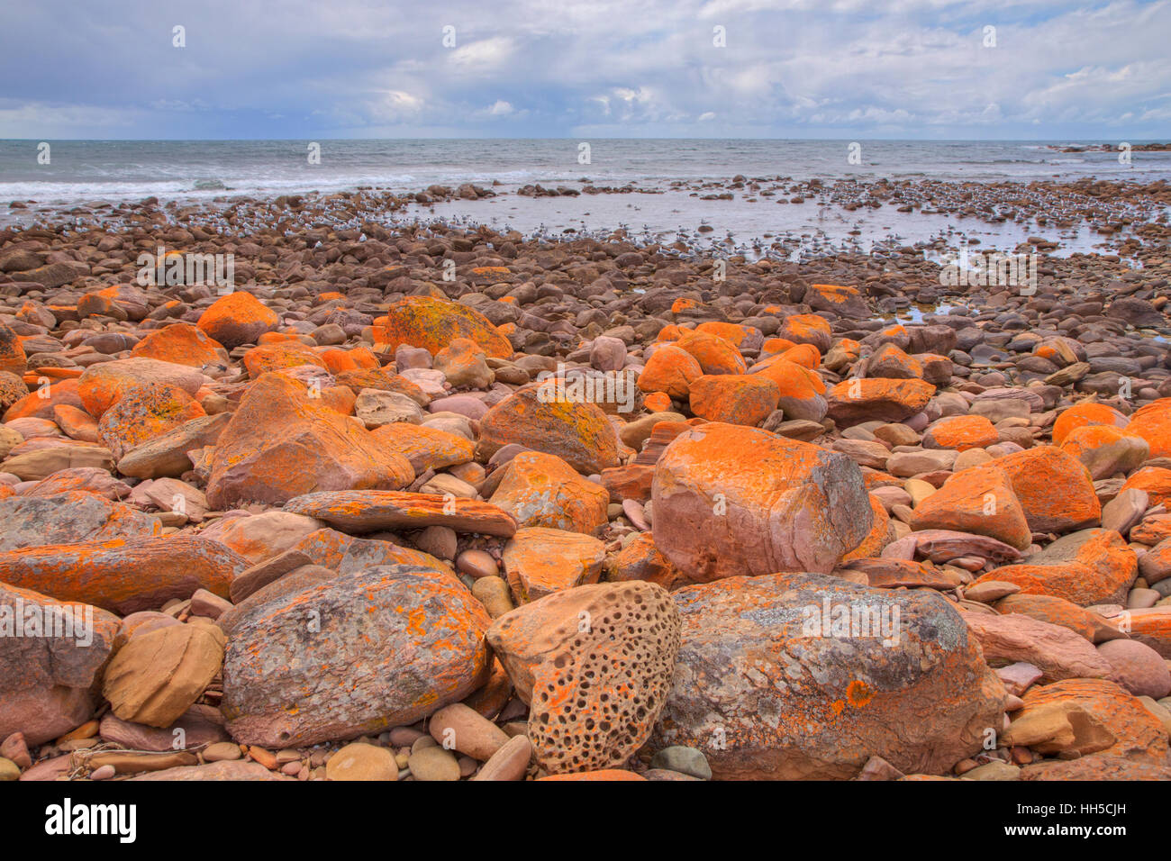 Côte Rocheuse et la sterne huppée Kangaroo Island Australie du Sud, Australie LA009344 Banque D'Images