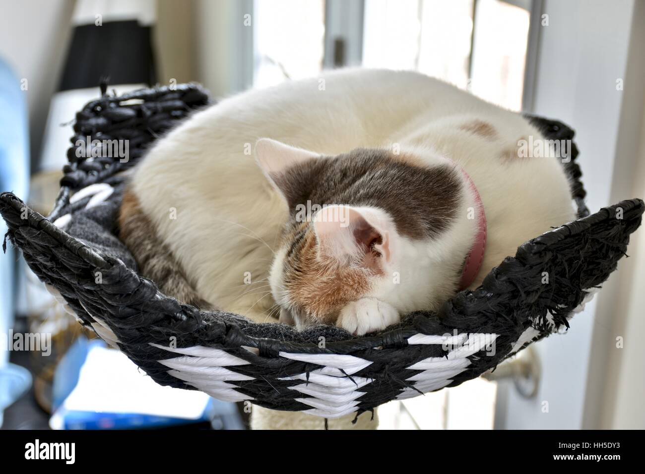 Un chat calico blanc dormir dans sa cat house Banque D'Images