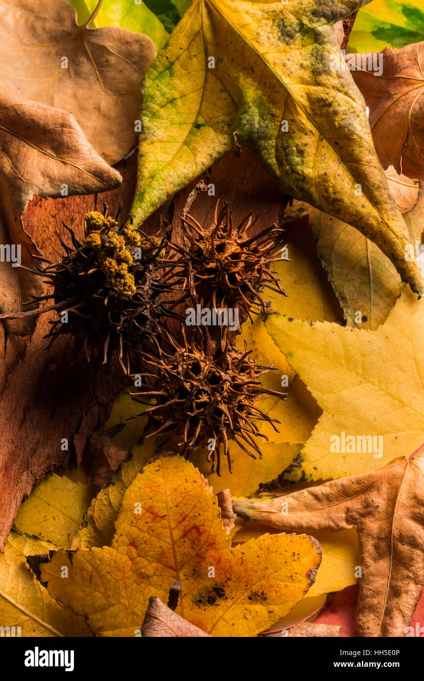 Fruits et feuilles de liquidambar, Liquidambar styraciflua, à l'automne, Close up Banque D'Images