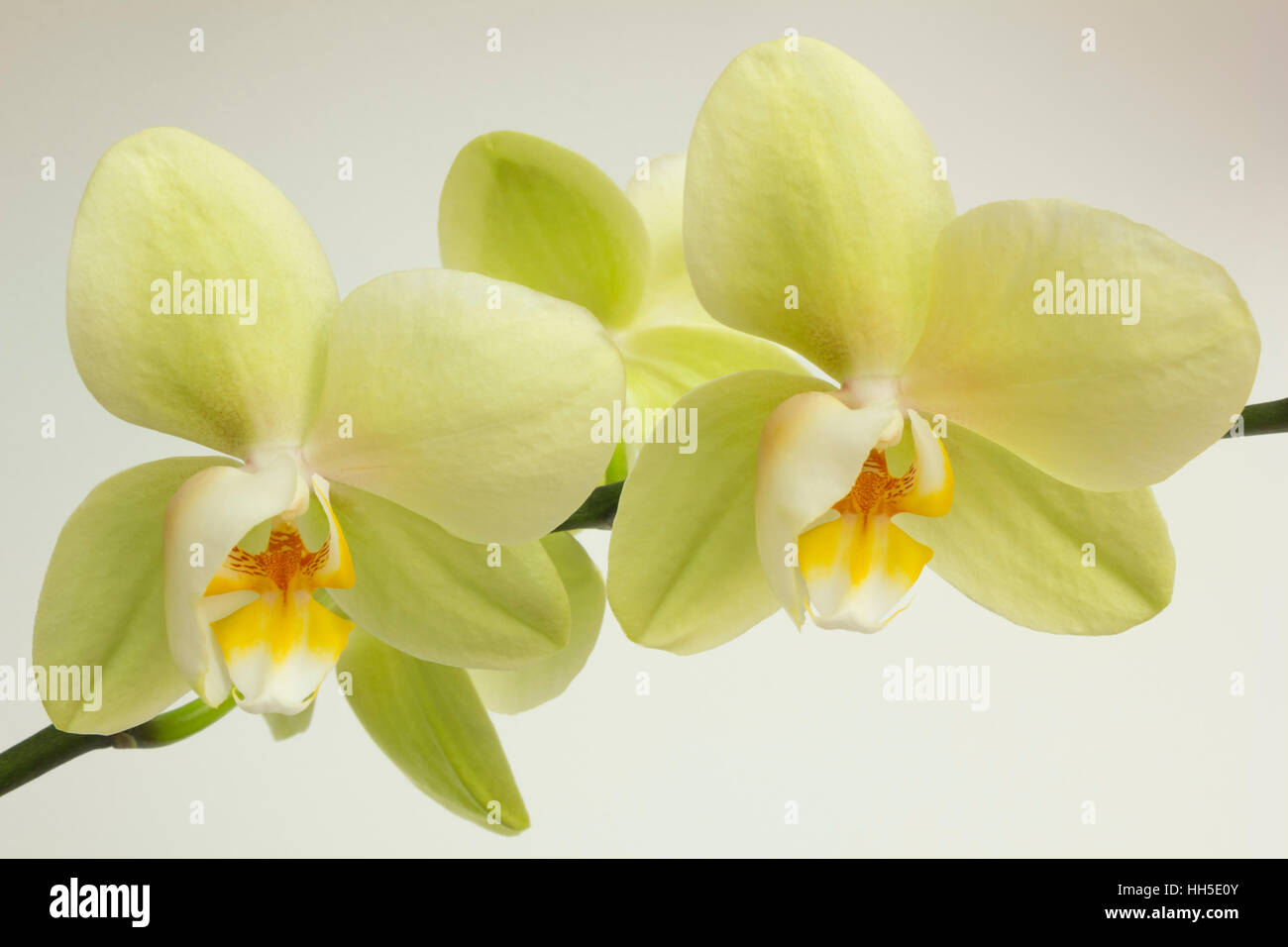 Fleurs orchidée Phalaenopsis verte avec vue sur fond blanc Banque D'Images