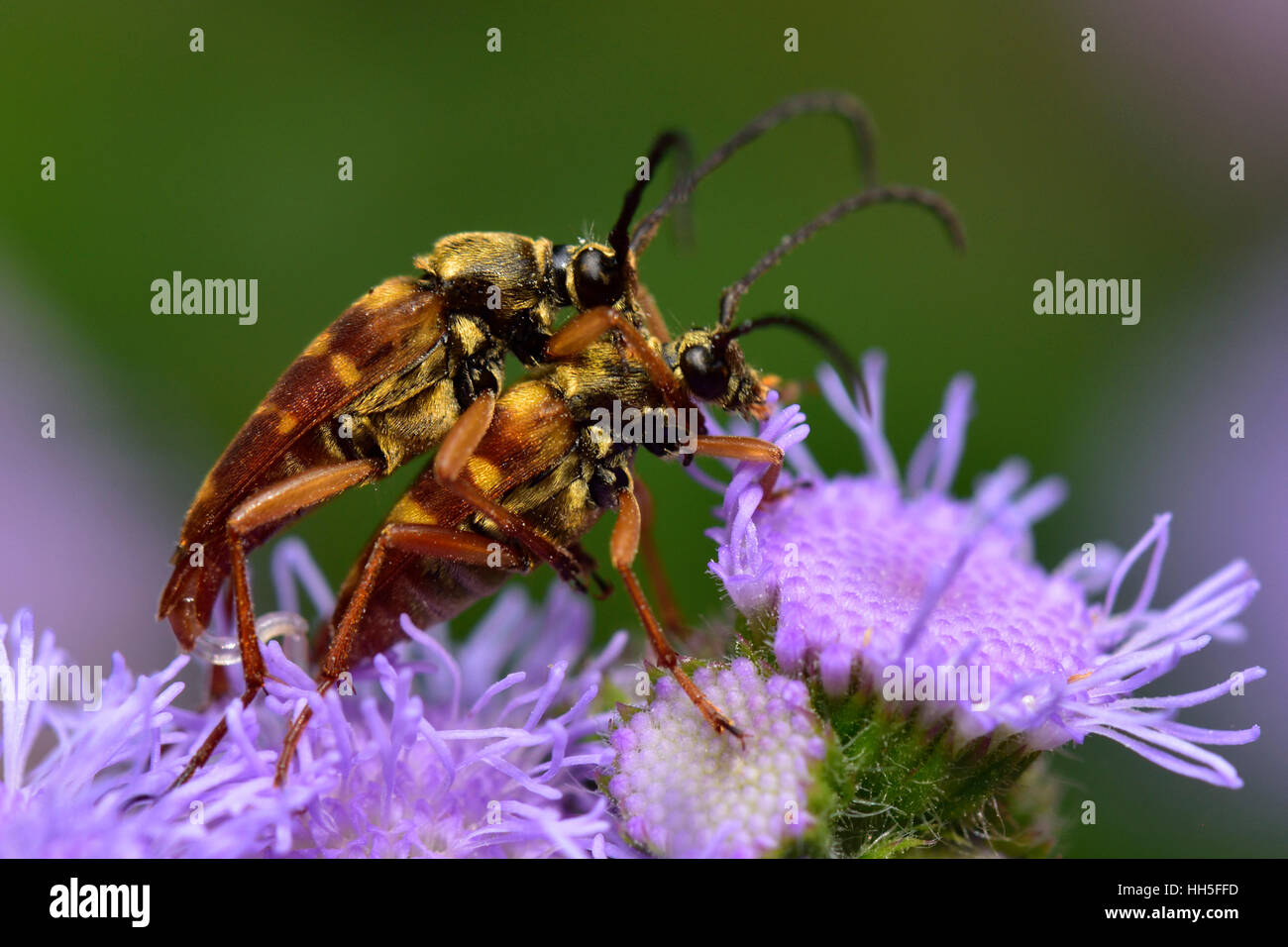 2 abeilles sur fleur pourpre Banque D'Images