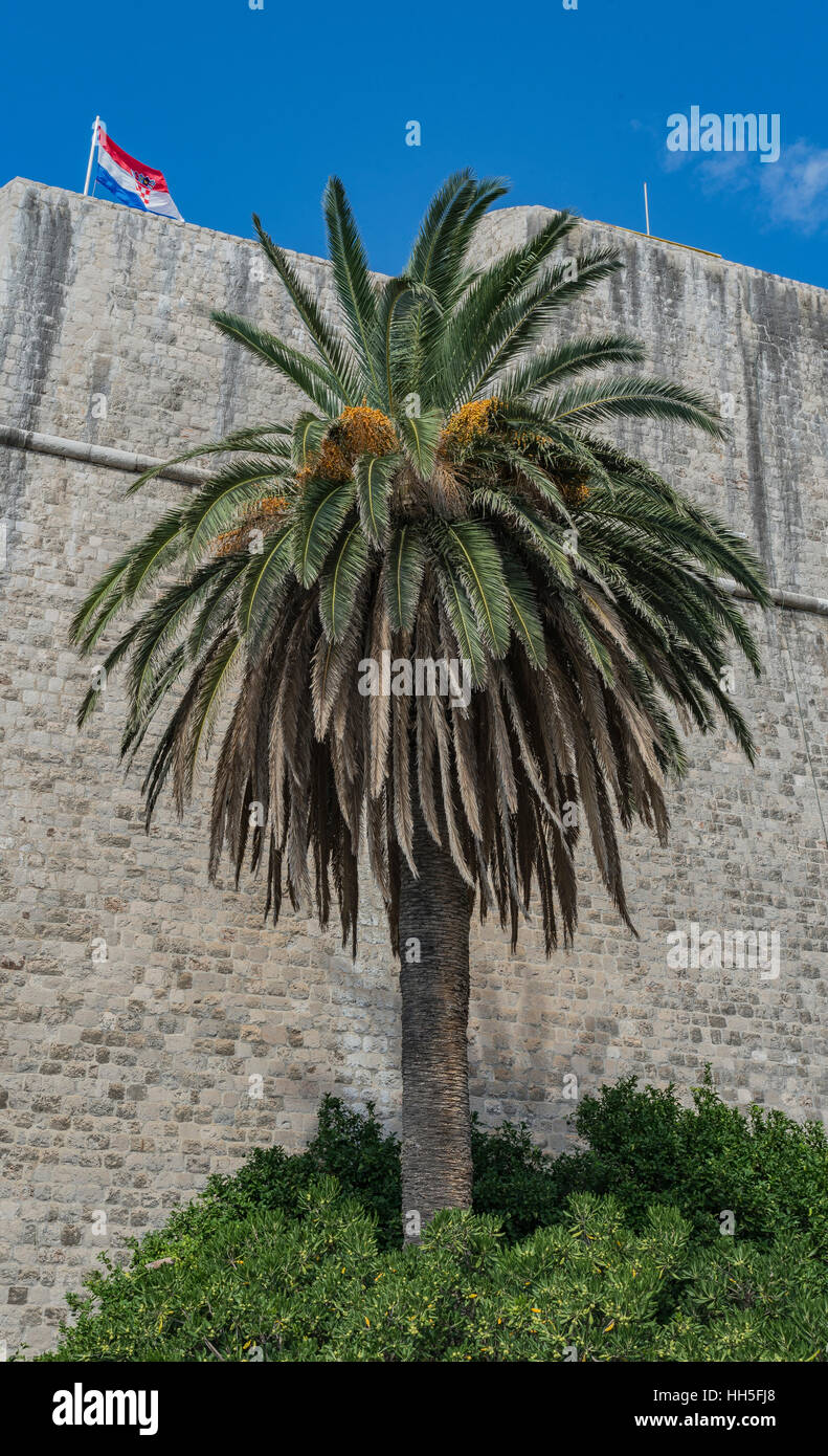 Les remparts de Dubrovnik, Croatie's vieux mur de ville avec un drapeau et un palmier dans l'avant-plan. Banque D'Images