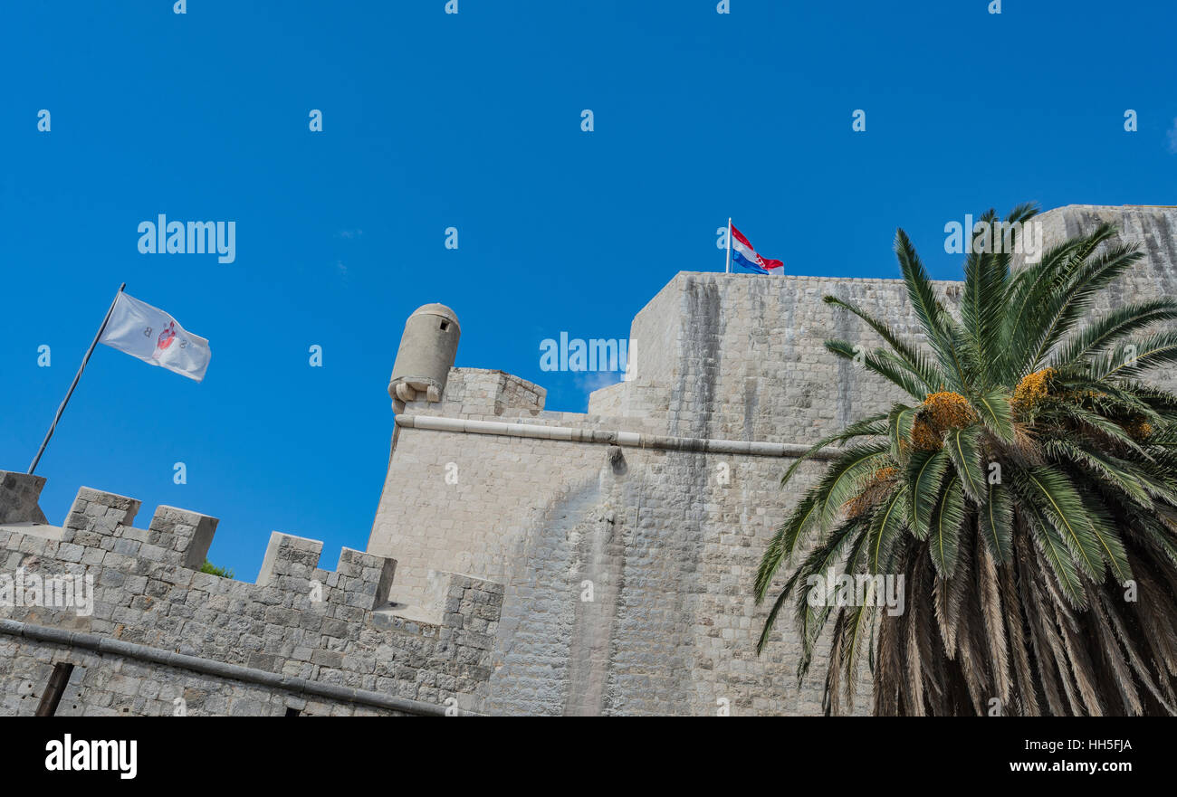 Les remparts de Dubrovnik, Croatie's vieux mur de ville drapeaux au vent et un palmier dans l'avant-plan. Banque D'Images