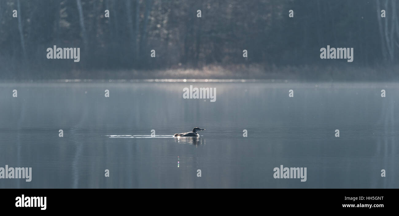 Plongeon huard, Gavia immer, en hiver, les couleurs tan nage lentement sur la surface du lac de la lumière du soleil. Banque D'Images