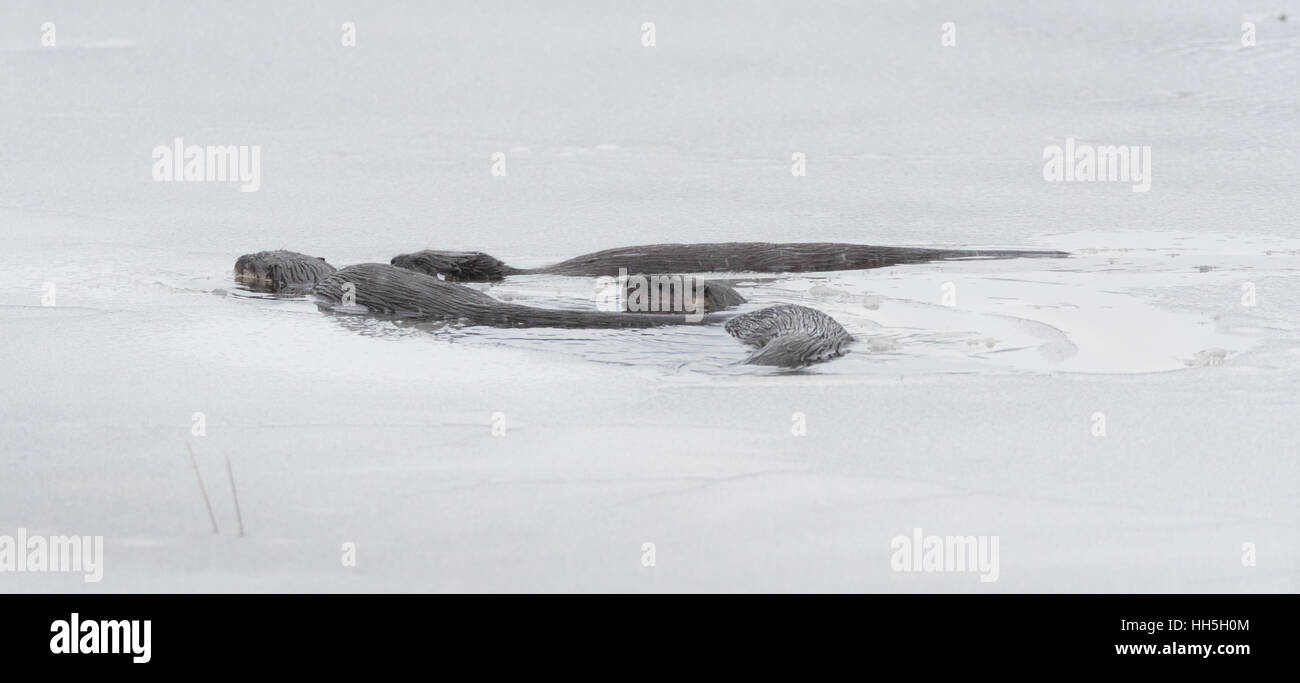 North American des loutres de rivière (Lontra canadensis) la natation et la pêche dans la nature. Last hunt avant lac gèle en hiver. Banque D'Images