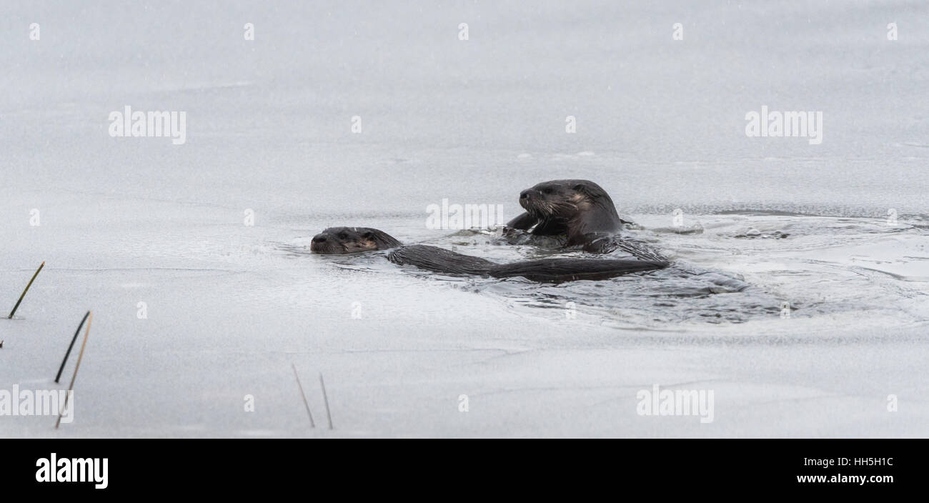North American des loutres de rivière (Lontra canadensis) la natation et la pêche dans la nature. Last hunt avant lac gèle en hiver. Banque D'Images