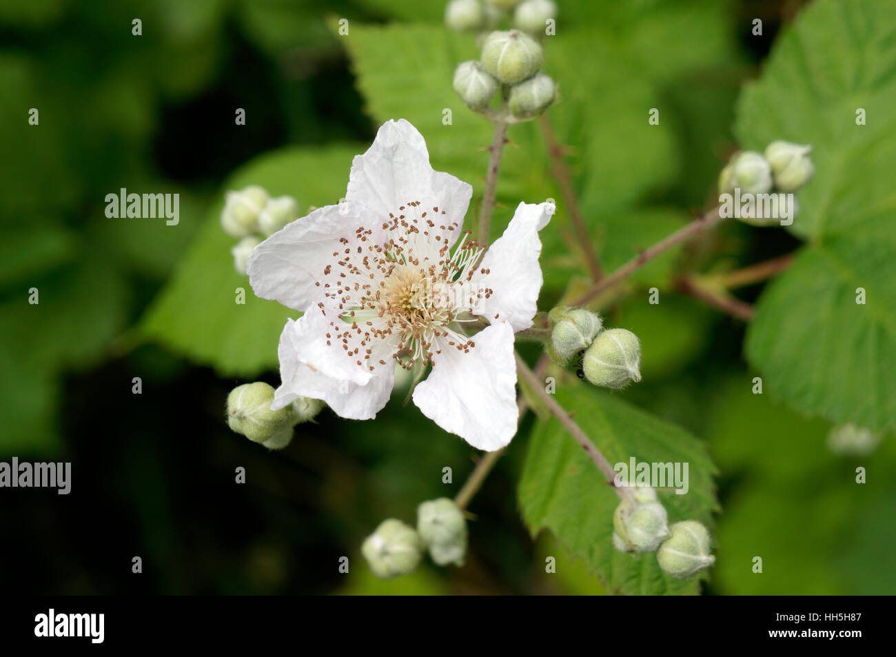 Close-up of a discolore (Rubus Rubus discolor ou ameniacus), fleurs sauvages de la Colombie-Britannique, Canada Banque D'Images