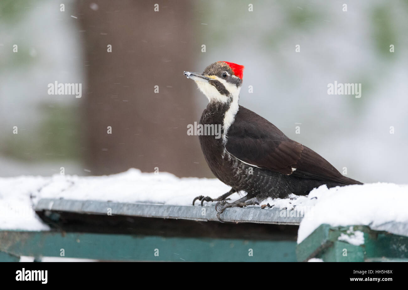 Femme Grand Pic (Dryocopus pileatus), semble, pour l'alimentation dans la neige. Banque D'Images