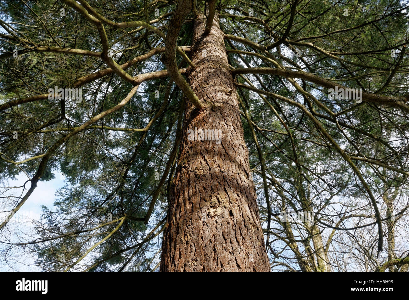 Jusqu'à en branches d'un sapin de Douglas (Pseudotsuga menziesii) dans Shaugnessy Park, Vancouver, British Columbia, Canada Banque D'Images