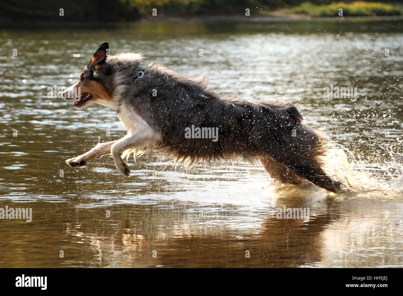 Chasse Chien Berger Australien Toy Dans Lohio River